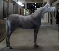 Ansata Bint Samiha ( Ansata Iemhotep x Ansata Samiha )